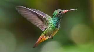 Modern Celtic - Colibr&iacute;