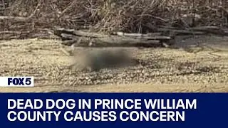 Dead dog found near Potomac River sparks concerns of potential dog fighting in Prince William County