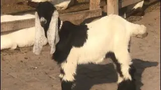 Goats Farm  #coolmoves