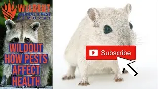How Pests Adversely Affect Your Health | Wildout Animal and Pest Removal