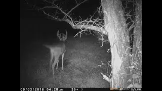 Oct 21 to 26 2021 trailcam photos