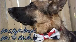 Review: BowsByMidnight Dog Collar Bow Tie