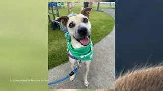 Honolulu ranks 100 out of 100 as least pet friendly city in U.S.