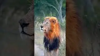 KING MAPOZA