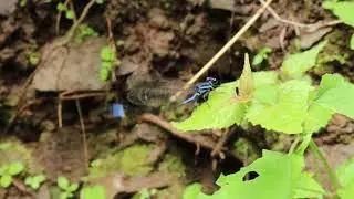 Mesmerizing Blue Dragonfly in Costa Rica Rainforest