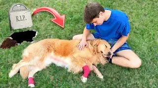 COYOTES ATTACKED My NEIGHBORS DOG !