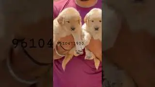 Gold furry ✨️  #goldenretriever #bestpuppyforhome #retriver #cutedog #shorts #trending #viral