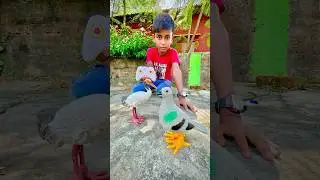 AMR 2ta Rc Remote Control Birds unboxing 🔥
