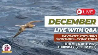 Your Favorite Bird Sightings of 2025 (Live Q&A & Stories)