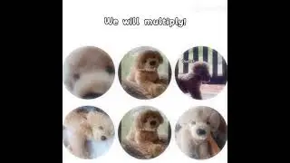 We are the derplings