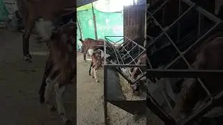 aadiwasi goat farming #trendingvideo #2026 #aadiwasigoatfarmingumrali