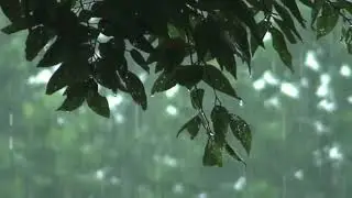 കനവ്..... ഒരു പ്രണയ ഗാനം....