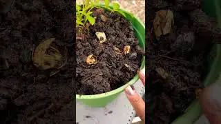 Tops up my plant with My Homemade Compost