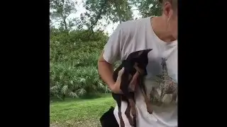 Training 6 months old min pin