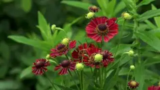 4K  Llowers macro backgrounds leaf water action
