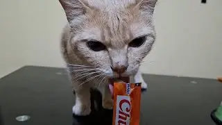 ASMR Cat Eating Her Favorite Food | Relaxing Eating Sounds | No Talking