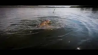 Landing my fish with the Okuma 8K rod and reel