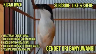 CENDET TEMBAKAN KASAR || COCOK BUAT MASTERAN. 