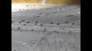 Module 2 Earn Your Stripes: Tracker School - 2 Wildlife tracks, trails and signs