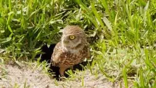 Guarding the Baby (Burrowing Owl) - Cape Coral, Florida - 1080p HD