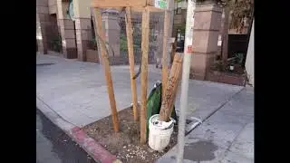 North of Market Tree Survey 9 2019