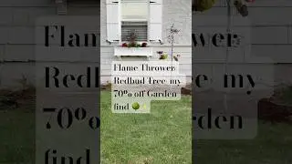 Flame Thrower Redbud Tree Care | 70% Off Garden Find & Planting Tips #garden #flamethrowerredbud