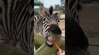 Zebro in real life Zootopia🦓🦓🦓🦓 #fyp#happy #zoo #zootopia2