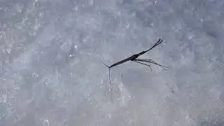 Зарисовка Палочник водяной
