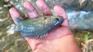 I released the fish back into the water | Vlog Video