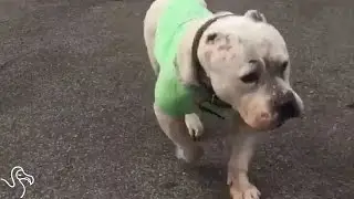 Abandoned Mama Pit Bulls Get A Second Chance