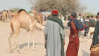 A beautiful Baby Camel voice #camelpose #desertanimals #animals #youtubevideo #yt #subscribe