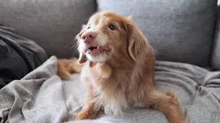 Dog eating carrots! ASMR in 4K