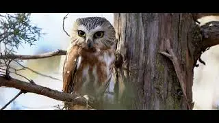 Saw-whet Owl (30 sec)