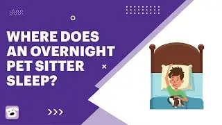 Where Does An Overnight Pet Sitter Sleep?