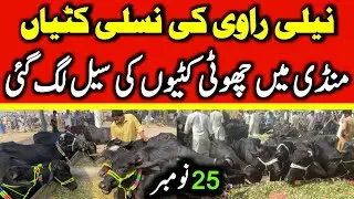 Nili Ravi Female Calf For Sale | Kattyain For Sale | Katti Farming In Pakistan | Buffalo For Sale 