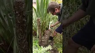 Using Heal and Seal on Cordyline Tree That Has Been Damaged By Cold Weather