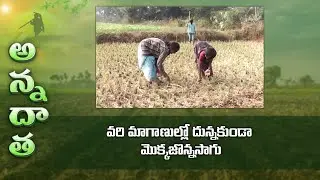 Zero tillage maize farming tips | ETV