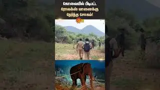 Coimbatore | Relocated Rolex Elephant | Forest Dept | Annamalai Tiger Reserve | Sun News