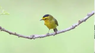 Wilson's Warbler
