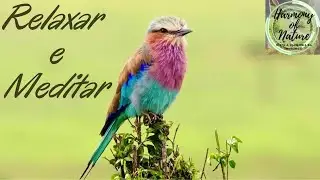 ✅HARMONIA DA NATUREZA♪ 1HORA de M&uacute;sica para MEDITA&Ccedil;&Atilde;O e RELAXAMENTO!