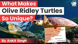 What Makes Olive Ridley Turtles So Unique? | Ankit Singh | StudyIQ IAS English