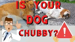 DOG OBESITY. Four IMPORTANT Tips to Watch Out For Obesity in Dogs. [Fresh Breathies by PupLabs ]