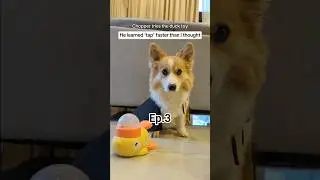 I Teach My Corgi To 'Tap' Part 3/4