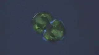 Cosmarium