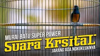 Kualitas Suara Kristal Murai Batu Super Power Jarang ada Ngukluknya