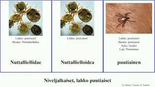 Niveljalkaiset, lahko puutiaiset arthropoda ovale ratti marginatus Haemaphysalis Rhipicephalus