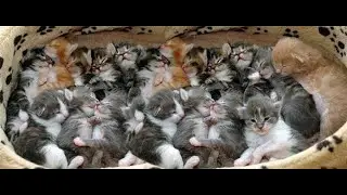 The Largest Litter of Kittens Ever Born! #recordbreaking  #LitterChampion #cats #kitten #history