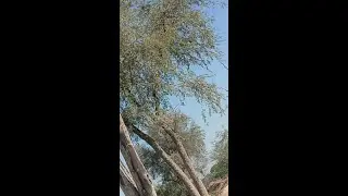 Visit of wheat fields | gandum ka khait |