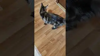 #мейнкун #мейнкункотята #мейнкуны #котятанапродажу  #рыжийкот #животные