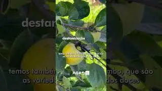 PRODU&Ccedil;&Atilde;O DE CAQUI